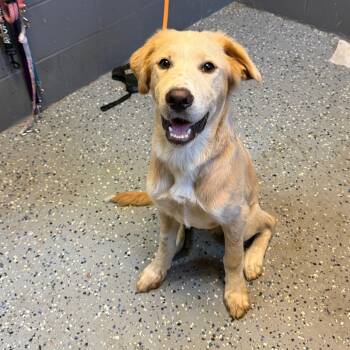 TUSC-Stray-85748 -  Labrador Retriever and Retriever Dog for Adoption in Tuscaloosa, Alabama - TUSC-Stray-85748 | PetCurious