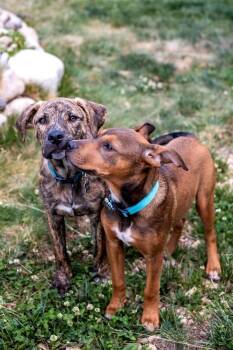 Cookie -  Catahoula Leopard Dog Dog Available for Adoption in Colorado Springs, Colorado - Cookie | PetCurious