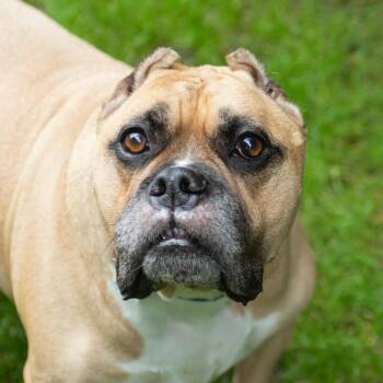 Gio -  Pit Bull Terrier Dog for Adoption in Middletown, Rhode Island - Gio | PetCurious
