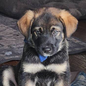 Shepherd and Mixed Breed Dogs Available for Adoption in Shorewood, Illinois - David Bowie | PetCurious