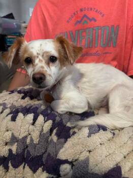 Mila -  Chihuahua Dog for Adoption in Colorado Springs, Colorado - Mila | PetCurious