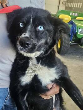 Rescue Australian Cattle Dog Blue Heeler and Mixed Breed Dogs for Adoption in Albuquerque, New Mexico - MELODY | PetCurious