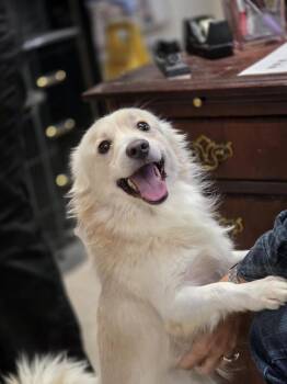 Riley -  Pomeranian and Spaniel Dog for Adoption in Pahrump, Nevada - Riley | PetCurious
