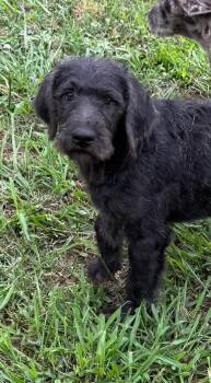 Lupine -  Mixed Breed Dog Available for Adoption in Northwood, New Hampshire - Lupine | PetCurious