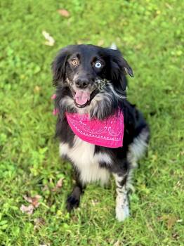 Australian Shepherd and Golden Retriever Dogs Available for Adoption - Chevy | PetCurious