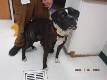 JACK -  Boxer and Mixed Breed Dog for Adoption in Oroville, California - JACK | PetCurious