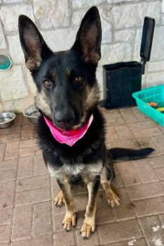Jodie -  German Shepherd Dog Dog Available for Adoption in Greeneville, Tennessee - Jodie | PetCurious