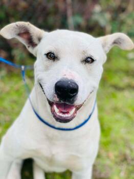 Cattle Dog and Corgi Dogs Available for Adoption in Naperville, Illinois - Snow | PetCurious