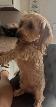 Poppi -  Yorkshire Terrier and Dachshund Dog for Adoption in East Brunswick, New Jersey - Poppi | PetCurious