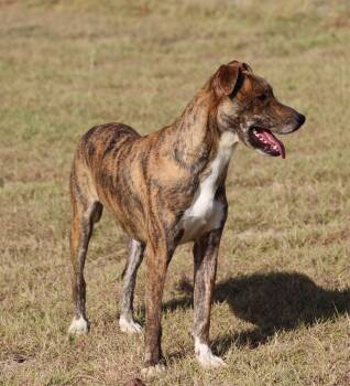 Nikki -  Labrador Retriever and Mixed Breed Dog for Adoption in Temple, Texas - Nikki | PetCurious