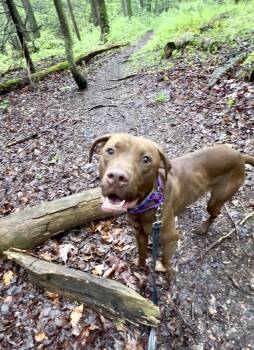 Chocolate Labrador Retriever Dogs Available for Adoption in Millerstown, Pennsylvania - BERG | PetCurious