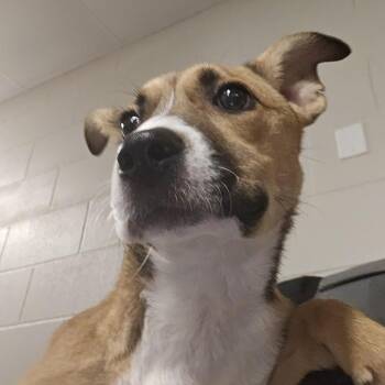 Luna -  Terrier and Mixed Breed Dog for Adoption in Cedar Rapids, Iowa - Luna | PetCurious