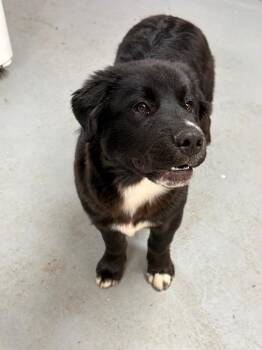 Husky and Mastiff Dogs Available for Adoption - Chungas | PetCurious