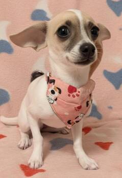 Chihuahua Dogs Available for Adoption - Mayflower-Little Chi Puppy! | PetCurious