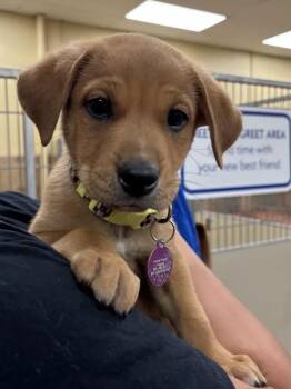 Bearington -  Mixed Breed Dog for Adoption in Fort Collins, Colorado - Bearington | PetCurious