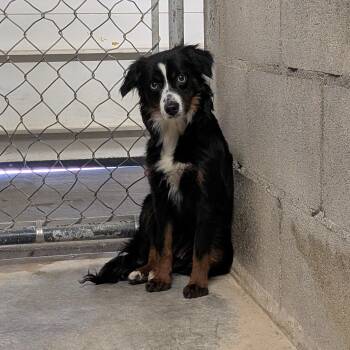 Australian Shepherd Dogs Available for Adoption - Mini | PetCurious