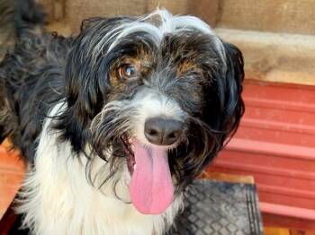 Shamus -  Silky Terrier and Spaniel Dog for Adoption in Thompson Falls, Montana - Shamus | PetCurious