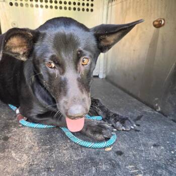 Khloe -  Black Labrador Retriever Dog for Adoption in Birmingham, Alabama - Khloe | PetCurious