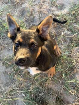 Rescue German Shepherd Dog Dogs for Adoption in San Antonio, Texas - Viper | PetCurious