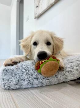 Max Maxed Out Fun -  Great Pyrenees Dog for Adoption in Friendswood, Texas - Max Maxed Out Fun | PetCurious