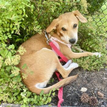 Arirang -  Chihuahua Dog for Adoption in New York, New York - Arirang | PetCurious