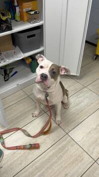 Rescue Mixed Breed Dogs for Adoption in Reisterstown, Maryland - Ranger | PetCurious