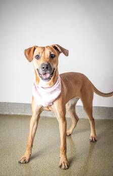 Rescue Labrador Retriever and Boxer Dogs for Adoption in Plaquemine, Louisiana - Nyla | PetCurious