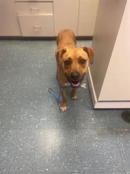 PARKER -  Mixed Breed Dog for Adoption in St. Cloud, Florida - PARKER | PetCurious