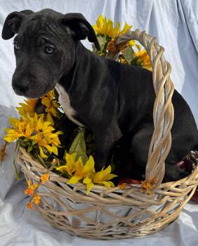 Rescue Terrier and Labrador Retriever Dogs for Adoption in Haslet, Texas - Betty | PetCurious