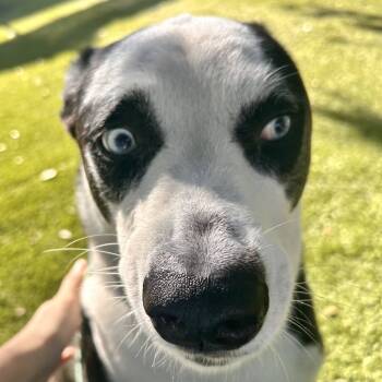 Rescue Husky and Mixed Breed Dogs for Adoption in Port Charlotte, Florida - Stuart | PetCurious