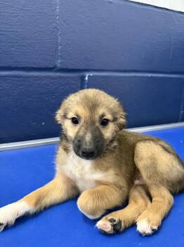 Beep 2mo AVA 10/7 -  Chihuahua Dog for Adoption in Sterling, Massachusetts - Beep 2mo AVA 10/7 | PetCurious