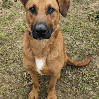 Cooper -  Cattle Dog and Labrador Retriever Dog for Adoption in Leesburg, Alabama - Cooper | PetCurious