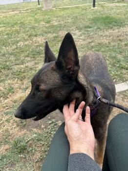 Belgian Shepherd Malinois and German Shepherd Dog Dogs Available for Adoption in Imlay City, Michigan - Arizona In CA | PetCurious