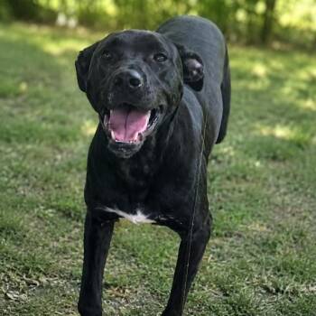 Roscoe -  Black Labrador Retriever and Mixed Breed Dog for Adoption in Eufaula, Alabama - Roscoe | PetCurious
