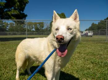 Knox -  Mixed Breed Dog for Adoption in Myrtle Beach, South Carolina - Knox | PetCurious