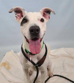 Rescue Pit Bull Terrier and Mixed Breed Dogs for Adoption in Loveland, Colorado - MOXI | PetCurious