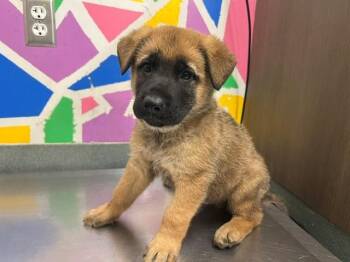 German Shepherd Dog Dogs Available for Adoption in Baytown, Texas - JACOB | PetCurious
