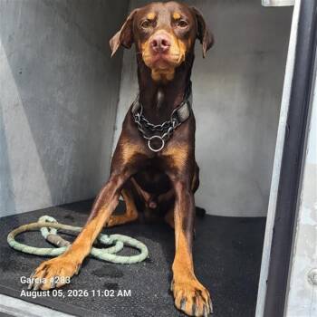 RADLEY -  Doberman Pinscher Dog for Adoption in San Antonio, Texas - RADLEY | PetCurious