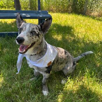 Bandit -  Corgi and Australian Cattle Dog Blue Heeler Dog for Adoption in Logan, Utah - Bandit | PetCurious