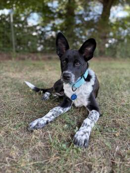 Sam -  Australian Cattle Dog Blue Heeler Dog for Adoption in Manassas, Virginia - Sam | PetCurious
