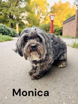 Shih Tzu Dogs Available for Adoption - Monika | PetCurious