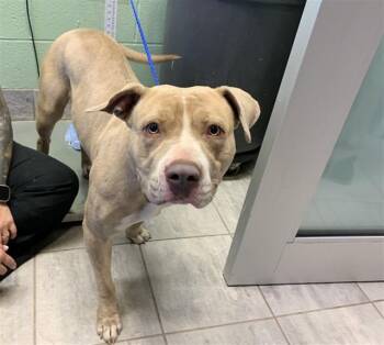 American Staffordshire Terrier and Mixed Breed Dogs Available for Adoption in Grand Prairie, Texas - BANANA ATTORNEY | PetCurious