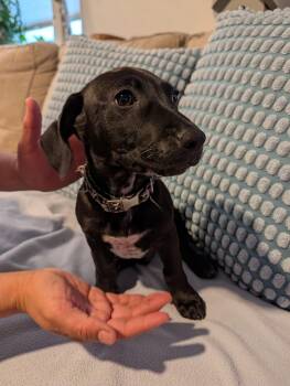 Dachshund and Chihuahua Dogs Available for Adoption in Sugar Grove, Illinois - Poncho | PetCurious