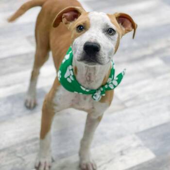 Pancho -  Pit Bull Terrier Dog for Adoption in Austin, Texas - Pancho | PetCurious