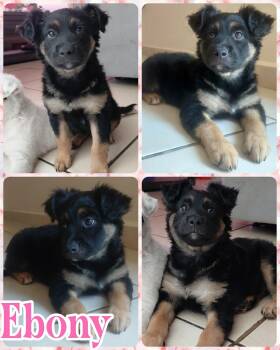 Australian Shepherd and Spaniel Dogs Available for Adoption in Ringwood, New Jersey - Ebony | PetCurious