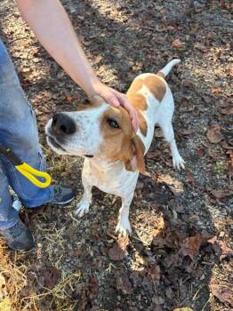 Trixie -  Hound Dog Available for Adoption in Parsons, West Virginia - Trixie | PetCurious