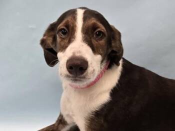 Cass -  Plott Hound and Mixed Breed Dog for Adoption in Minneapolis, Minnesota - Cass | PetCurious