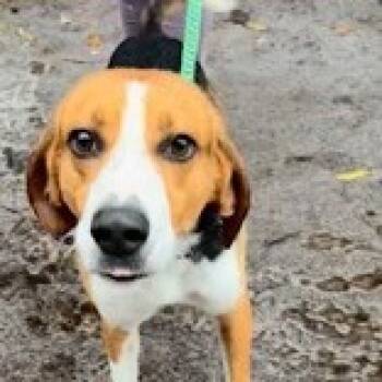 Rescue Hound Dogs for Adoption in Newport, North Carolina - Bison | PetCurious