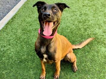 Belgian Shepherd Malinois Dogs Available for Adoption in San Marcos, California - SAVE ME PLEASE! Janey #A549965 | PetCurious