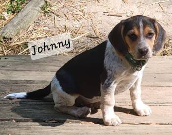 Beagle Dogs Available for Adoption in Prince Frederick, Maryland - Johnny | PetCurious